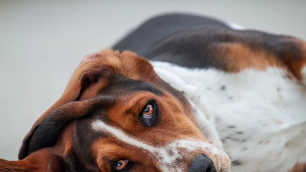 Basset Hound

Przyjacielskie, towarzyskie, znoszące uściski dwunożnego właściciela – to tylko kilka wspaniałych cech Basseta. Te psiaki nie przepadają za intensywnymi spacerami, a co więcej, nie wymagają wielogodzinnych zabiegów pielęgnacyjnych. Krótka, błyszcząca sierść potrzebuje wyłącznie szczotkowania.
