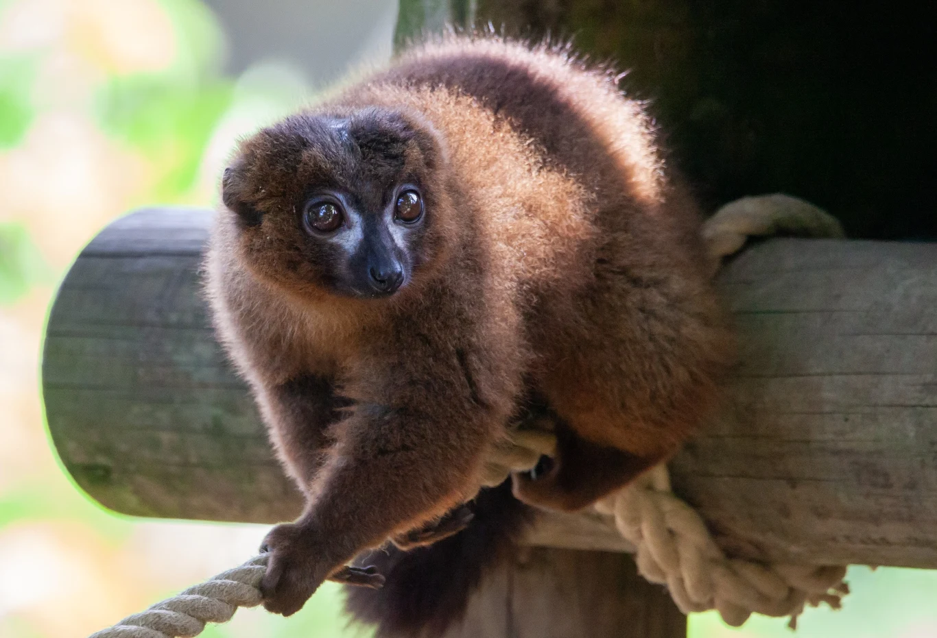 Lemuria czerwonobrzucha