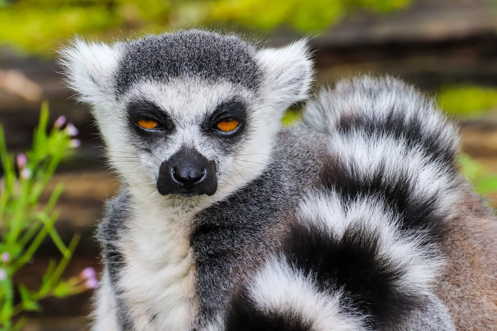 W mózgach lemurów naukowcy nie znaleźli "obwodu" odpowiedzialnego za miłość