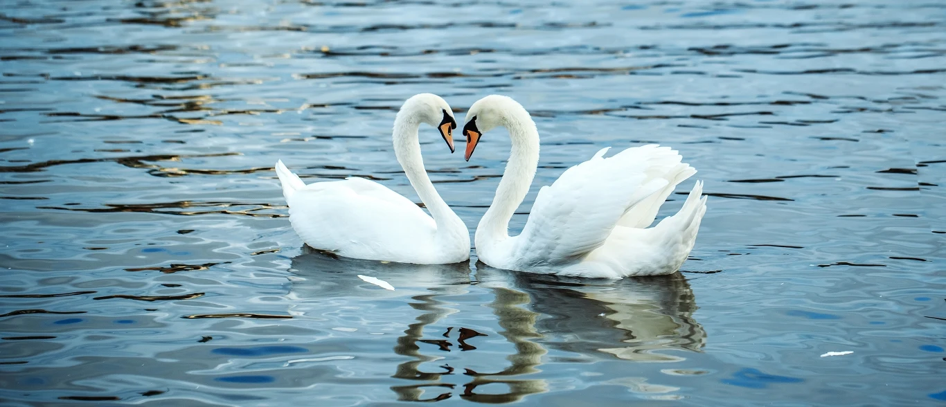 Studia nad biochemią miłości wykazały również, że stosunek długości trwania euforii zakochania w stosunku do całego życia jest bardzo zbliżony u ludzi, słoni, goryli oraz wybranych gatunków ptaków