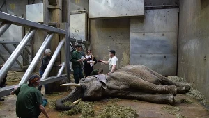 Na początku lutego poznańskie zoo poinformowało, że słonica Linda jest w bardzo ciężkim stanie 