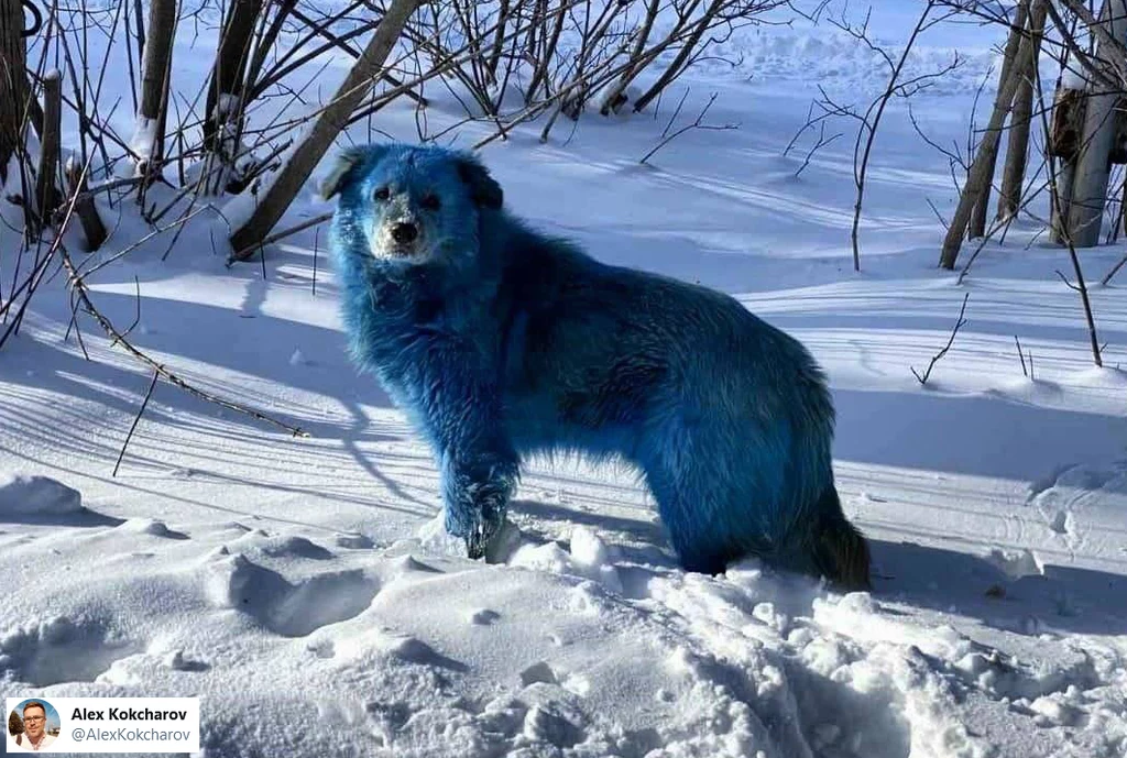 Widok niebieskich psów zaskoczył mieszkańców rosyjskiej miejscowości
