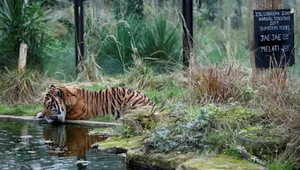 Słynne Zoo walczy o przetrwanie