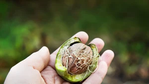 Naturą zadbaj o zdrowie swoich organów 