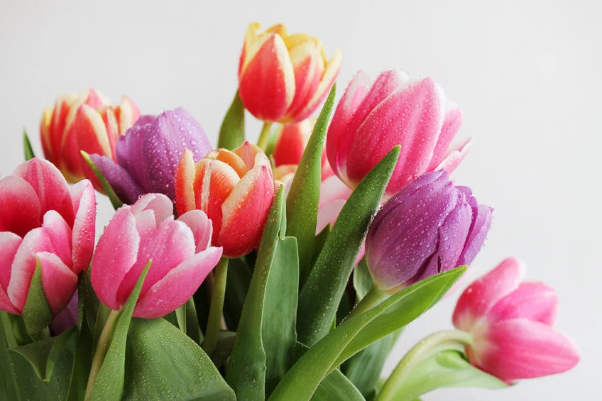 Tulipany sprawdzają się jako kwiaty cięte i doniczkowe