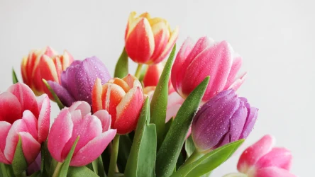 Tulipany za darmo w Lidlu!