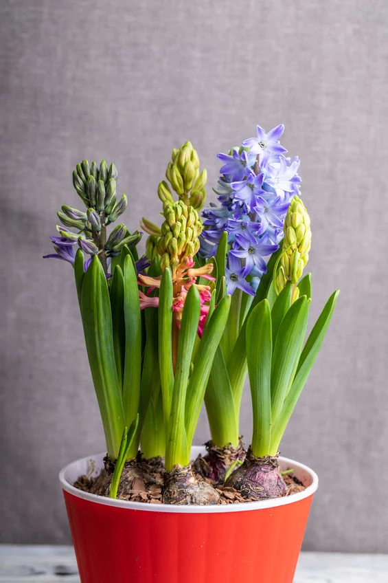Z hiacyntów można robić fantazyjne kompozycje
