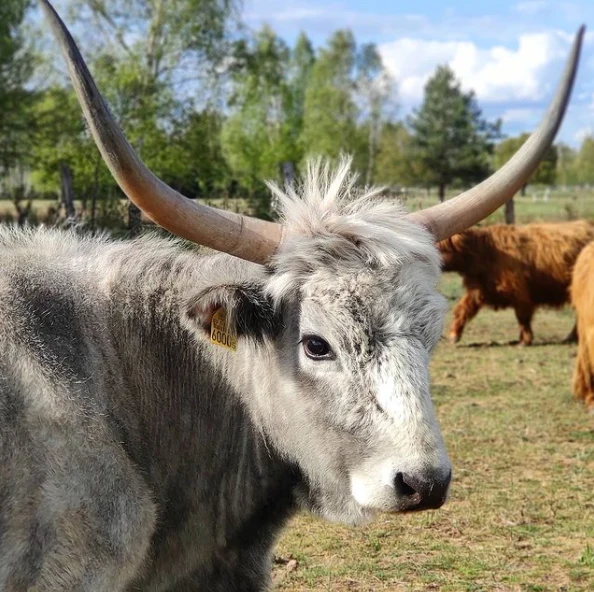 Krowa Pawła Bodziannego Krowa Pawła Bodziannego