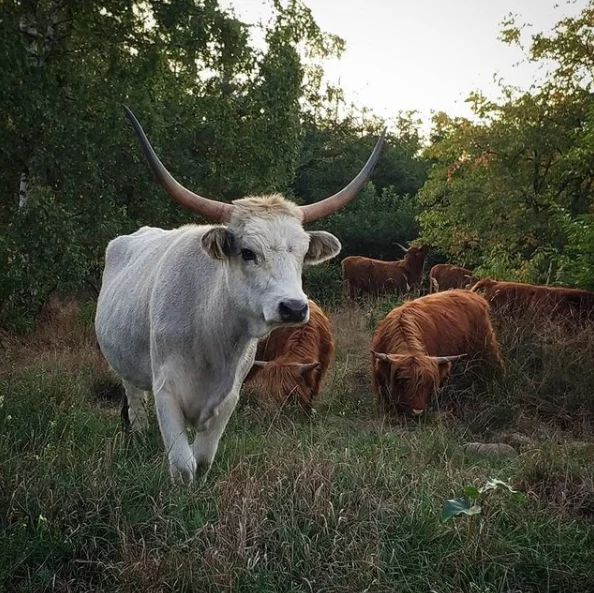 Krowa Pawła Bodziannego Krowa Pawła Bodziannego