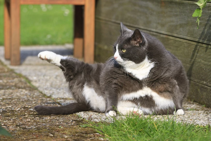 Nadwaga i otyłość u kotów to powszechny problem