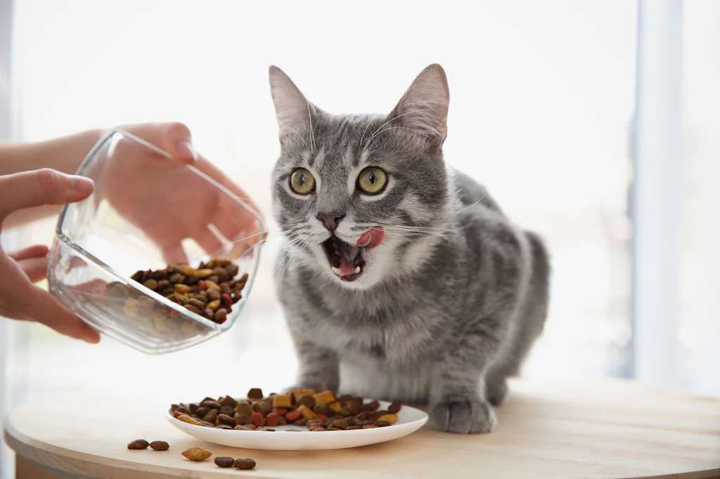 Jako bezwzględni mięsożercy koty wymagają w swojej diecie składników pochodzenia zwierzęcego