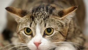 Koty mogą przenosić groźne choroby. Wymieniamy te najczęstsze