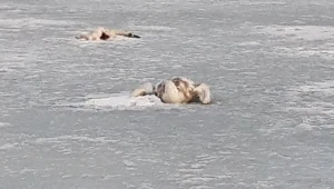 U martwych ptaków potwierdzono obecność wirusa ptasiej grypy 