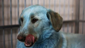 Niebieski pies w Dzierżyńsku