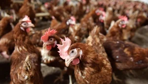 Ptasia grypa uderza w rynek drobiu i jaj 