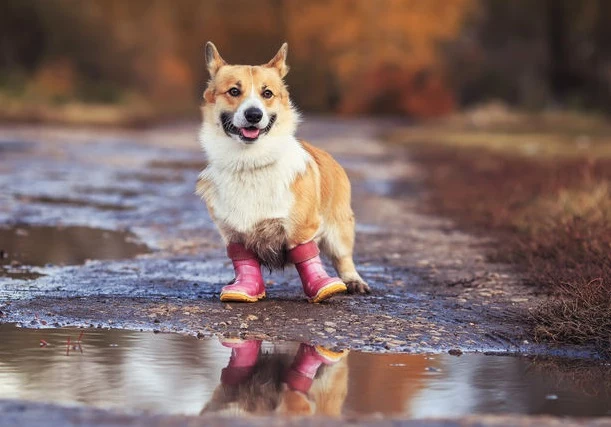 Spacer w deszczu z psem? Nie ma nic zdrowszego! 