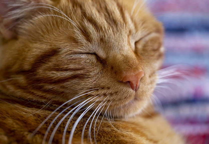 Pozycja kota podczas snu nie jest przypadkowa. Może świadczyć o komforcie oraz zdrowiu pupila