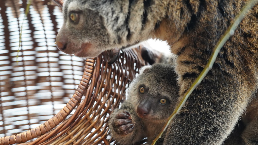 To kolejne narodziny kuskusa niedźwiedziego we wrocławskim zoo