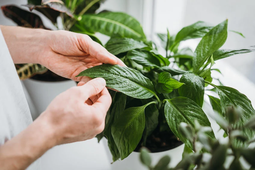 Usuń wszystkie uschnięte liście i łodygi. Nie tylko poprawi to wygląd roślin, ale też pomoże im skupić energię na regeneracji.
