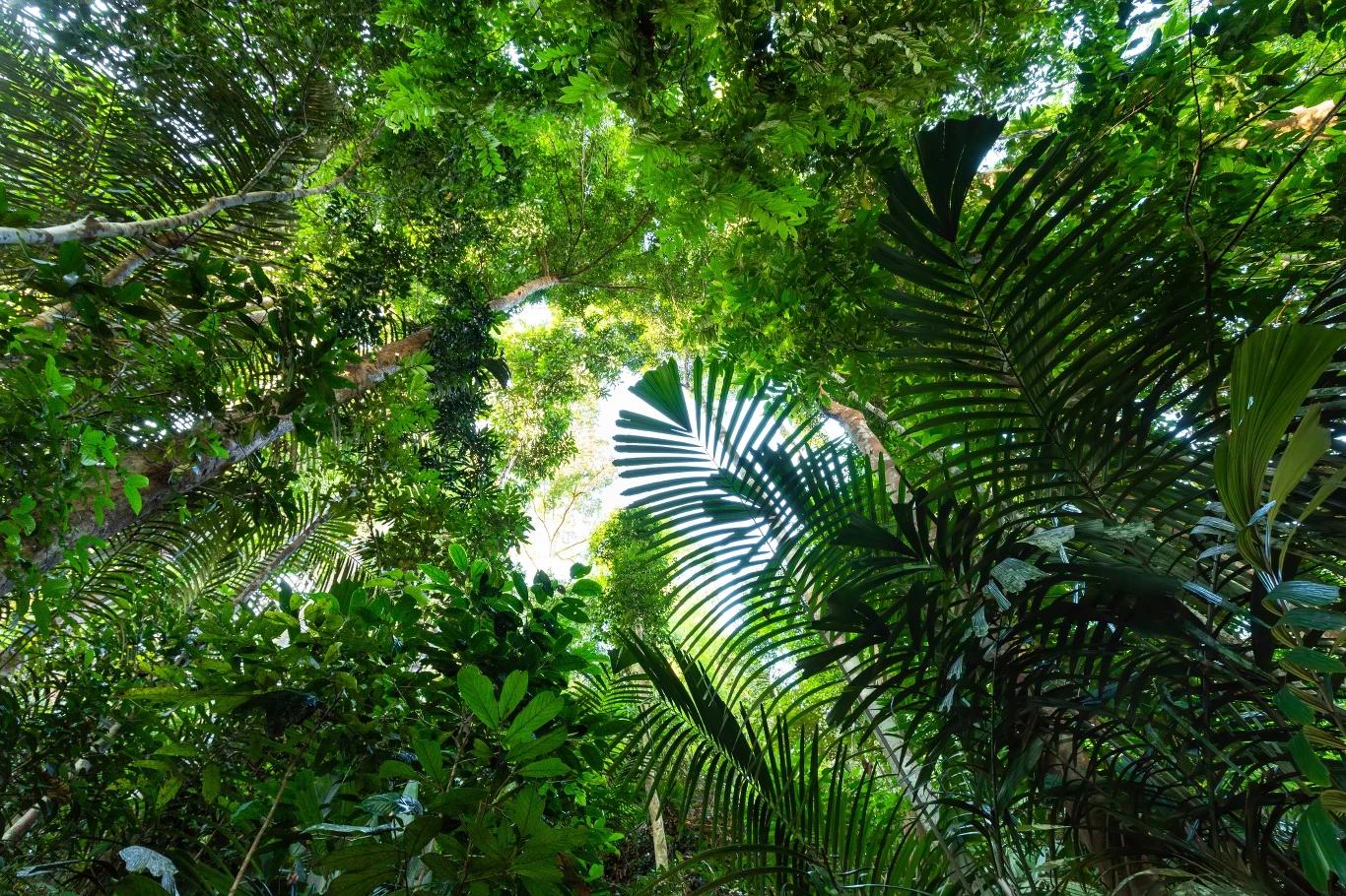 Las deszczowy Taman Negara 