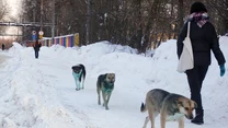 Póki co przyczyna zielonego koloru sierści nie została jeszcze ustalona. Ale tak jak w przypadku psów z Dzierżyńska, podolskie czworonogi wyglądają na zdrowe i przyjazne. 