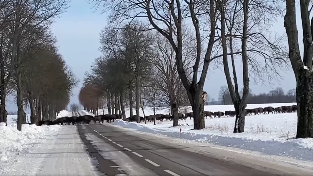 Żubry na Podlasiu