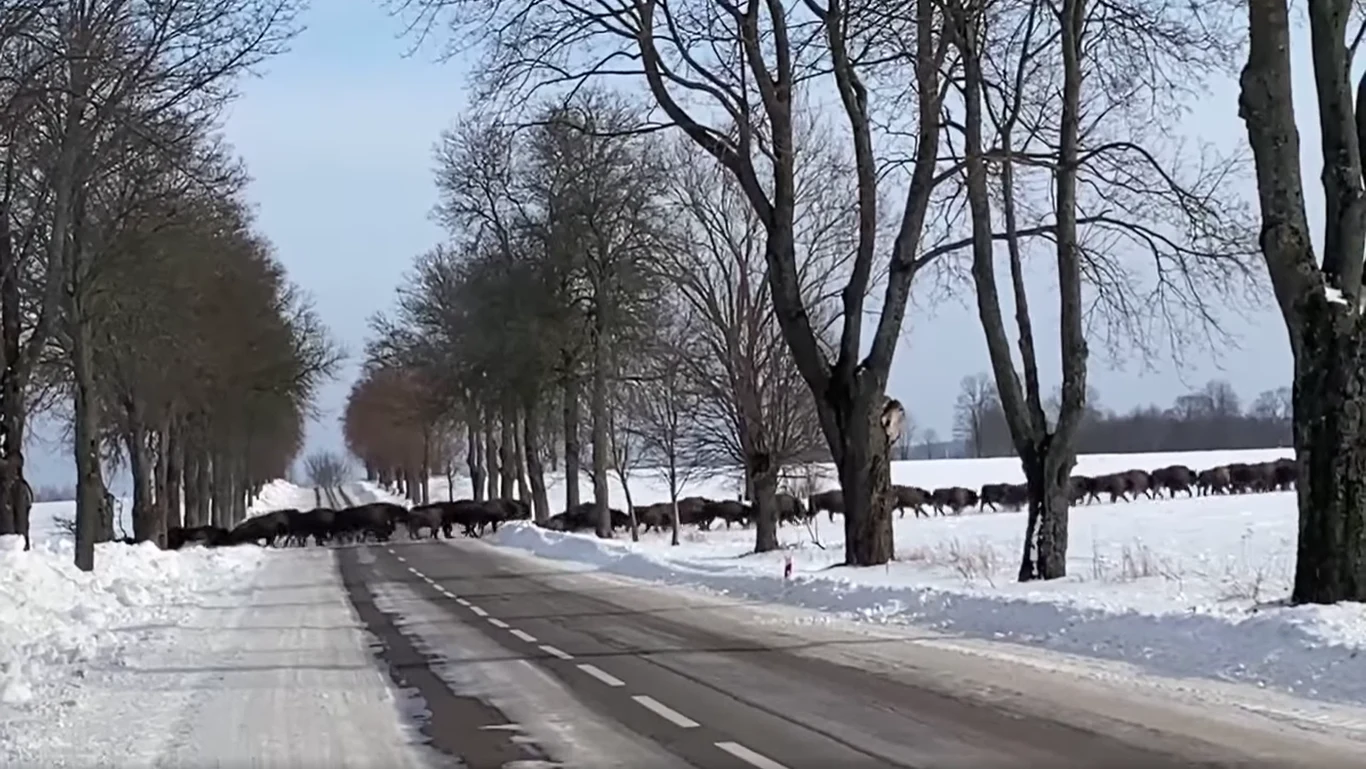 Żubry na Podlasiu Żubry na Podlasiu