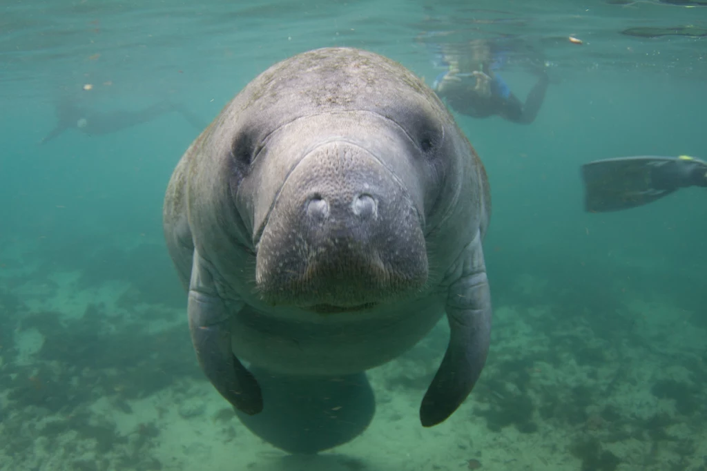 Wody oceaniczne zamieszkiwane są przez wiele gatunków zwierząt, z czego większość z nich nie została jeszcze odkryta 