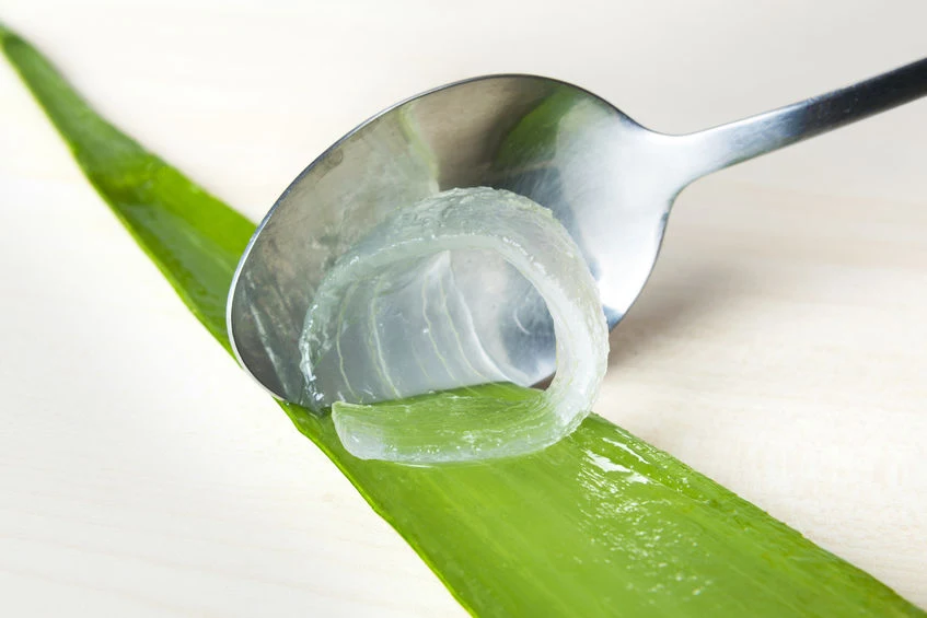 Aloes na wosy - jak dziaa, jak stosowa? - Kobieta w INTERIA.PL