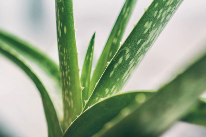 fibre aloe vera Aloevera Juice with Fiber