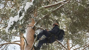 Szyszkarstwo było uprawiane już ponad 100 lat temu, współcześnie jest znacznie zmechanizowane