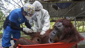 10 orangutanów wróciło do życia na wolności