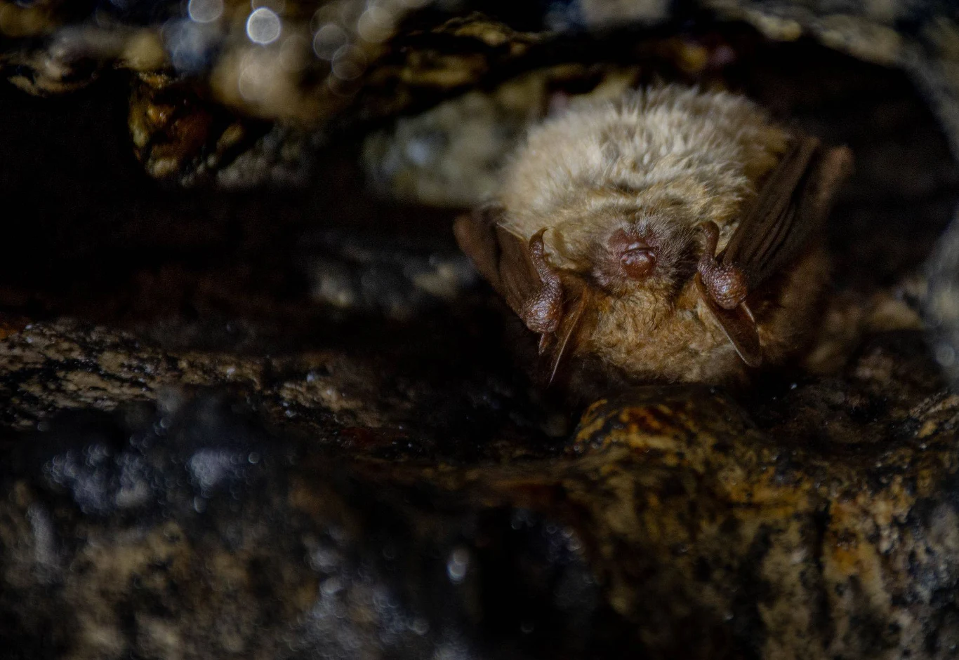 Wraz ze zbliżającą się wiosną, nietoperze niedługo zakończą zimowanie. 