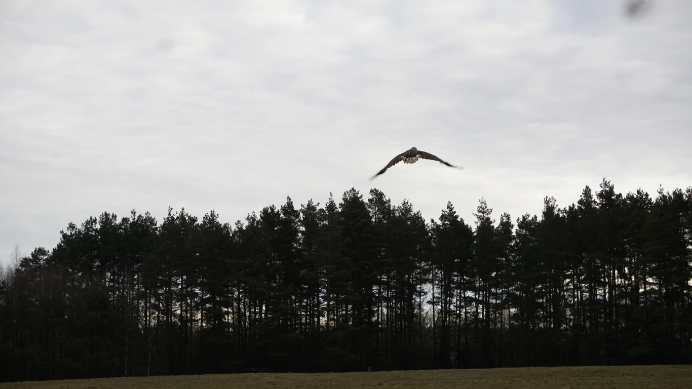 fot. Daria Stojaniuk, Nadleśnictwo Olsztyn fot. Daria Stojaniuk, Nadleśnictwo Olsztyn
