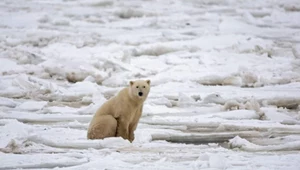 ​Niedźwiedzie polarne w klimatycznym potrzasku