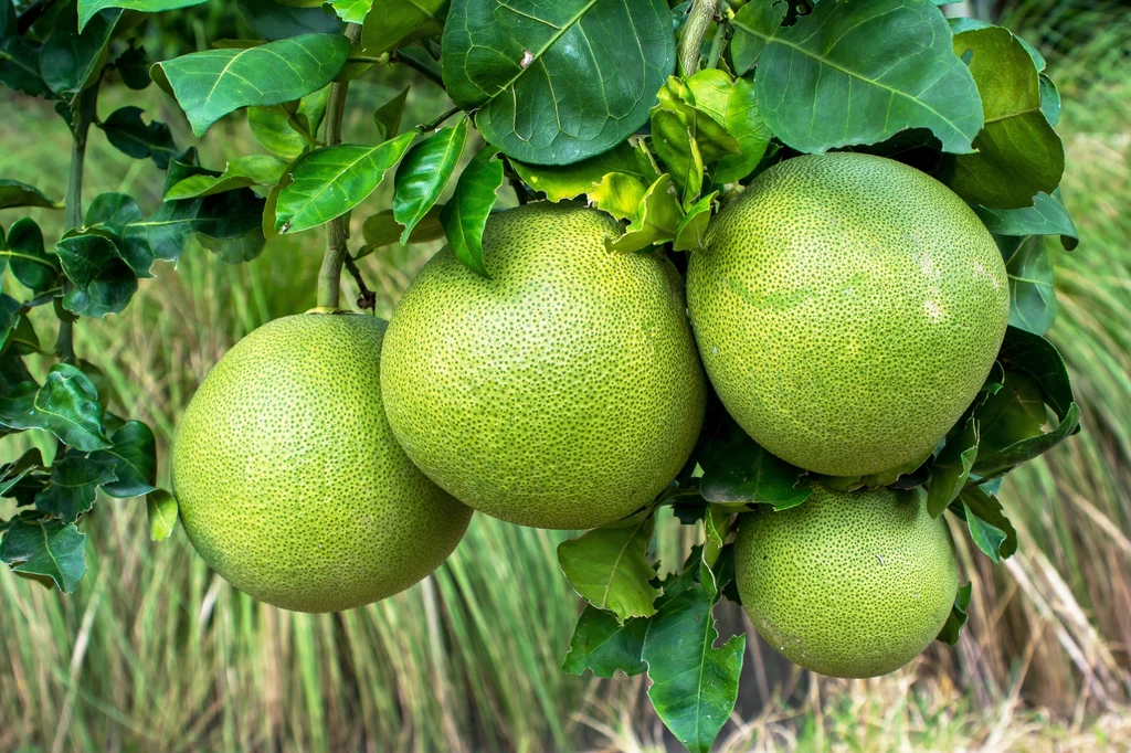 Po powrocie do domu owoc trzeba rozpakować i pozostawić, najlepiej wśród innych owoców, w temperaturze pokojowej, by doszedł do siebie. Zyska dzięki temu aromat i słodycz. Przed zjedzeniem trzeba go dobrze umyć i przy użyciu małego noża dobrać się do słodkiego, pożywnego miąższu. Choć wiele cytrusów, najczęściej mandarynki i pomarańcze, zjadamy wraz z przedzielającymi miąższ błonkami, w przypadku pomelo lepiej je zdjąć, bo są gorzkie i zepsują frajdę. Po powrocie do domu owoc trzeba rozpakować i pozostawić, najlepiej wśród innych owoców, w temperaturze pokojowej, by doszedł do siebie. Zyska dzięki temu aromat i słodycz. Przed zjedzeniem trzeba go dobrze umyć i przy użyciu małego noża dobrać się do słodkiego, pożywnego miąższu. Choć wiele cytrusów, najczęściej mandarynki i pomarańcze, zjadamy wraz z przedzielającymi miąższ błonkami, w przypadku pomelo lepiej je zdjąć, bo są gorzkie i zepsują frajdę.