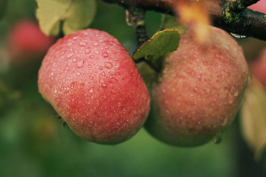 Liczba odmian jabłoni od początku XX w. bezustannie spada