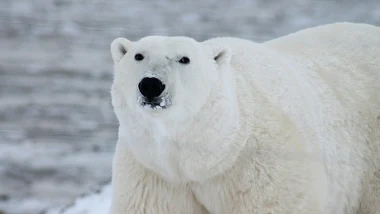 Kto ostatni zobaczy niedźwiedzia polarnego?