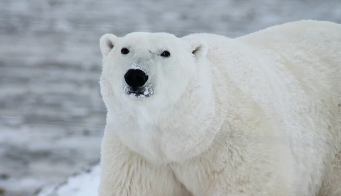 Kto ostatni zobaczy niedźwiedzia polarnego?