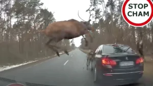 Stado jeleni przebiega przez drogę