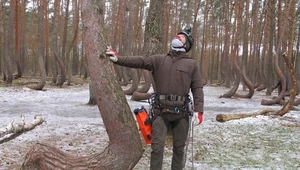 ​Leśnicy na pomoc Krzywemu Lasowi