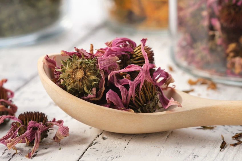 Wreszcie warto sięgnąć po jeżówkę purpurową (echinacea purpurea), która pobudza odporność, a także działa odkażająco i przeciwzapalnie. Pomaga przy leczeniu stanów zapalnych górnych dróg oddechowych. Można korzystać z jej dobrodziejstw zarówno w trakcie choroby, jak i profilaktycznie. Wreszcie warto sięgnąć po jeżówkę purpurową (echinacea purpurea), która pobudza odporność, a także działa odkażająco i przeciwzapalnie. Pomaga przy leczeniu stanów zapalnych górnych dróg oddechowych. Można korzystać z jej dobrodziejstw zarówno w trakcie choroby, jak i profilaktycznie.