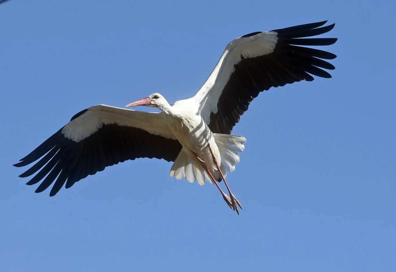 Polskie "boćki" uratują Wielką Brytanię? Wiele na to wskazuje!