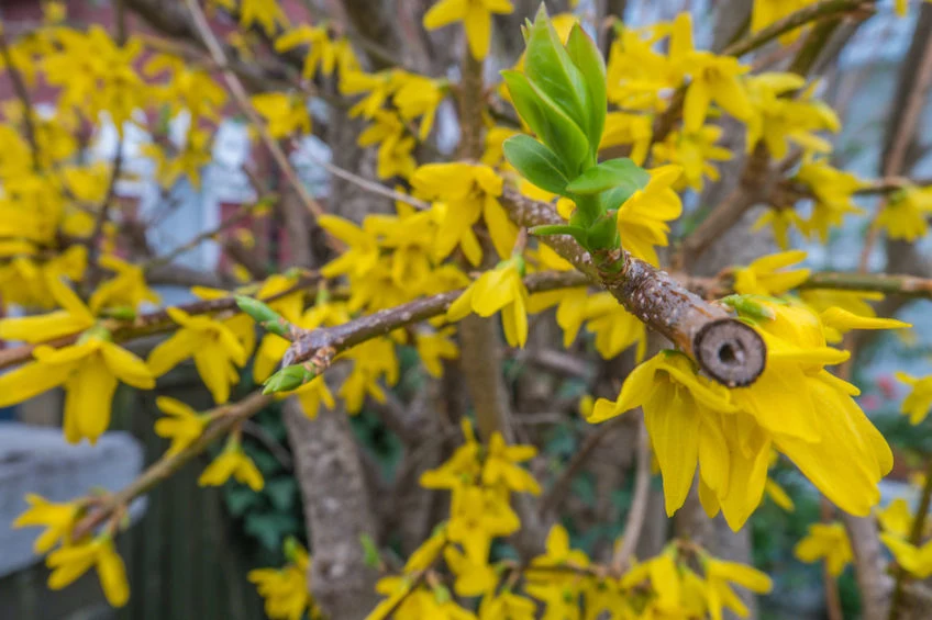 Forsycja jest krzewem, który intensywnie kwitnie w marcu