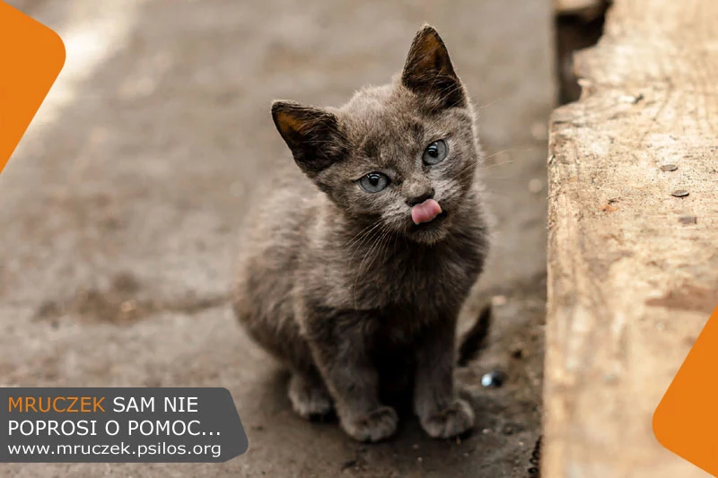 "Mruczek sam nie poprosi o pomoc"