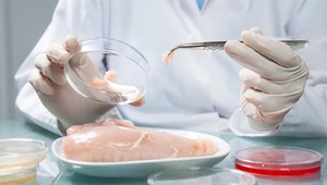 Wkrótce trafi do handlu w Stanach Zjednoczonych mięso z kurczaka wyprodukowane w laboratorium