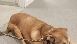 Nastolatek znęcał się nad swoim psem (EKOSTRAŻ)