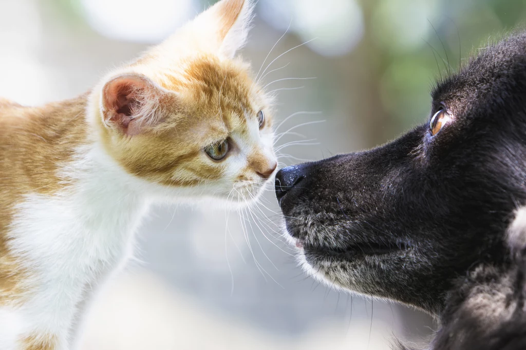 Kot czy pies? Naukowcy wiedzą już kto jest bardziej lojalny 