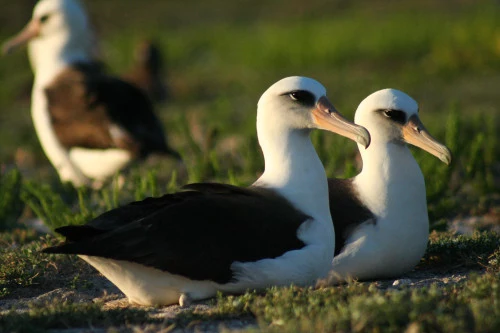 Albatrosy zazwyczaj się łączą się w pary na całe życie. 