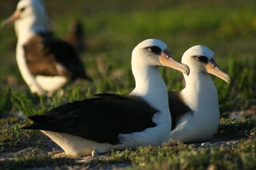 Albatrosy zazwyczaj się łączą się w pary na całe życie. Albatrosy zazwyczaj się łączą się w pary na całe życie.
